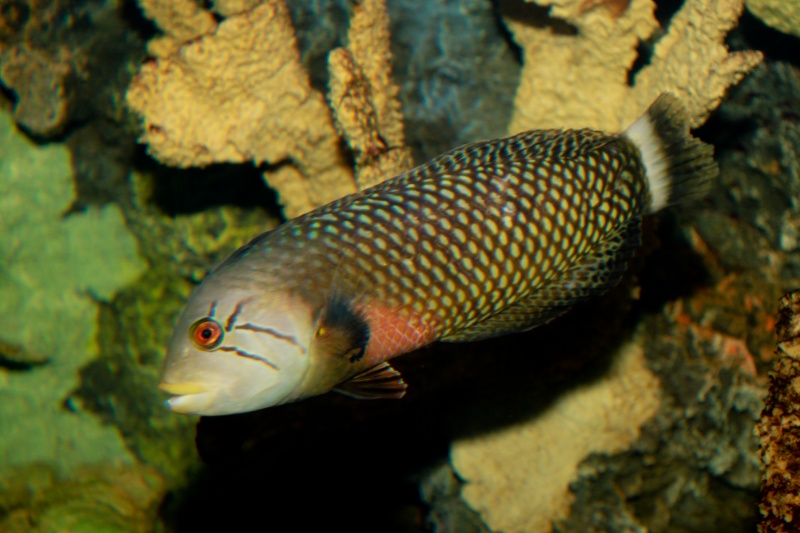 Plik:Novaculichthys taeniourus Rockmover Wrasse-991.jpg
