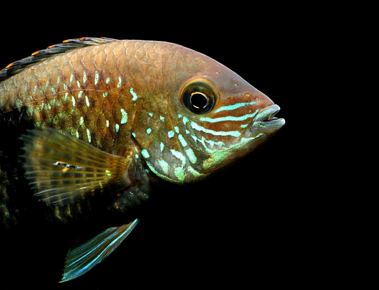 Plik:Andinoacara rivulatus close.jpg