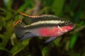 Pelvicachromis pulcher (male) 02.jpg