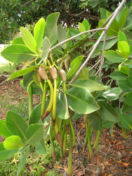 Plik:Rhizophora Mangle rozmnazanie.jpg