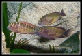 Tropheus moori 1.jpg