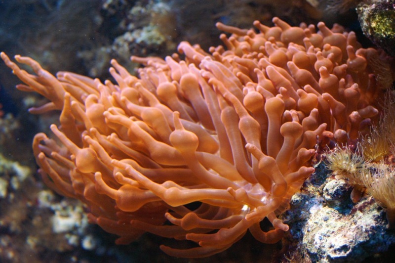 Plik:Akwarium Gdynskie 11.JPG