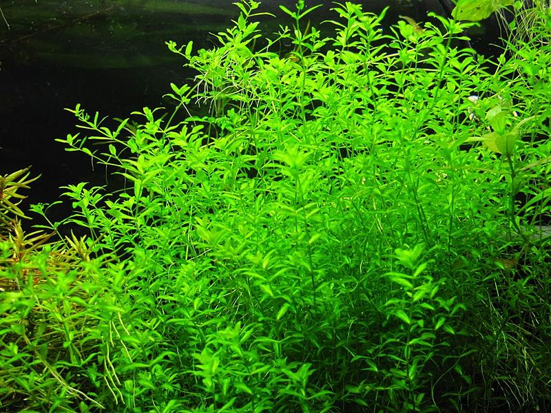 Plik:Hemianthus micranthemoides2.JPG