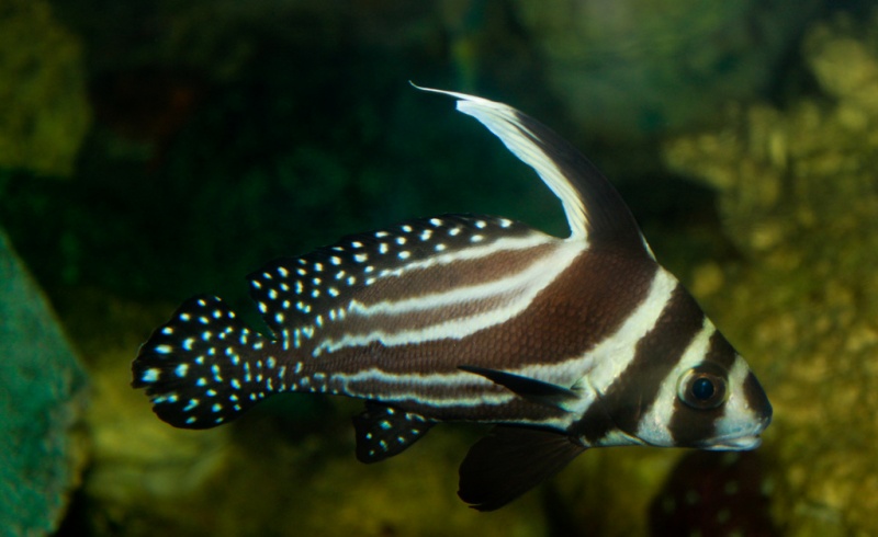 Plik:Equetus punctatus Spotted drum.jpg