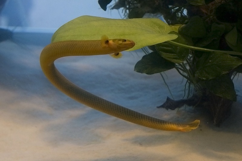 Plik:PetFair 2009 10 Iza.JPG