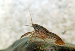 Procambarus sp. (aka).jpg