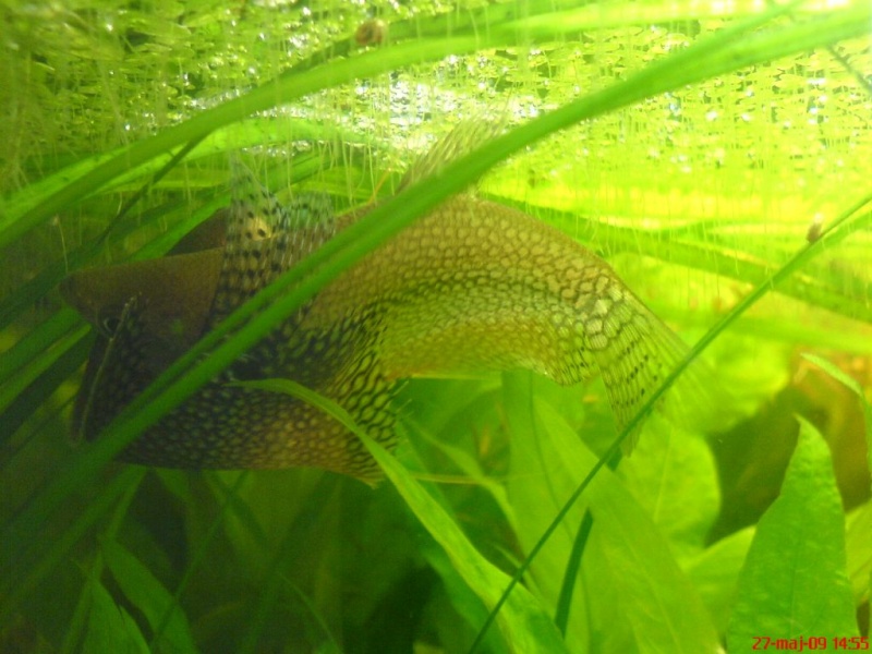 Plik:Gurami mozaikowy tarloOdwrocnie4.JPG
