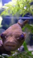Pufferfish-8697.jpg