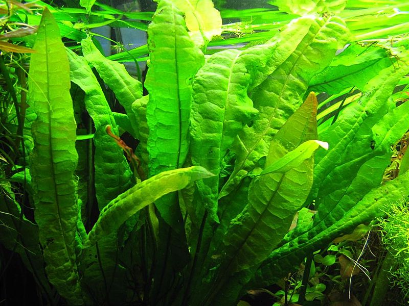 Plik:Microzorium oskrzydlone.JPG