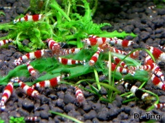 Caridina cf cantonensis.jpg