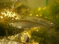 LeucaspiusDelineatus.jpg