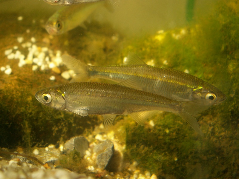 Plik:LeucaspiusDelineatus.jpg
