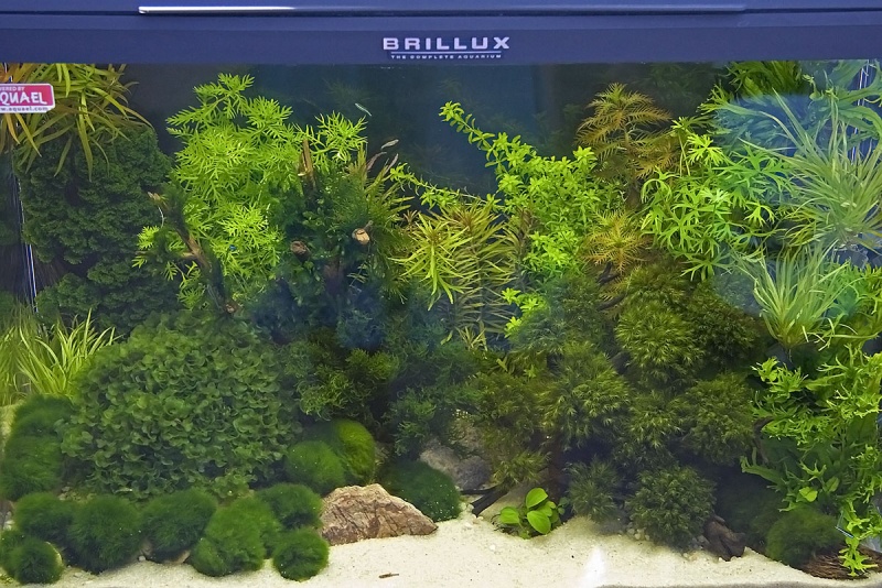 Plik:Roslinne Iza2.jpg