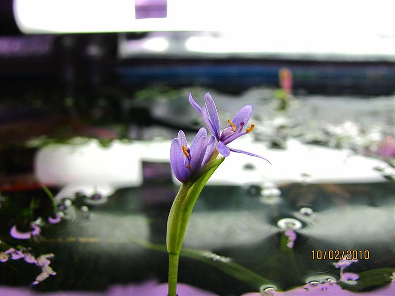 Plik:Kwiat Heteranthera zosterifolia.JPG