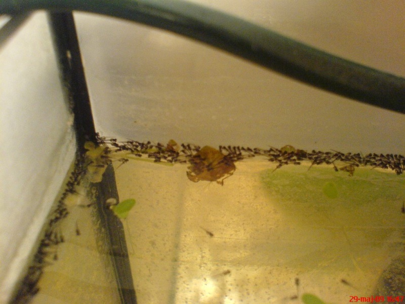 Plik:Gurami mozaikowy dzien2poWykluciu.JPG