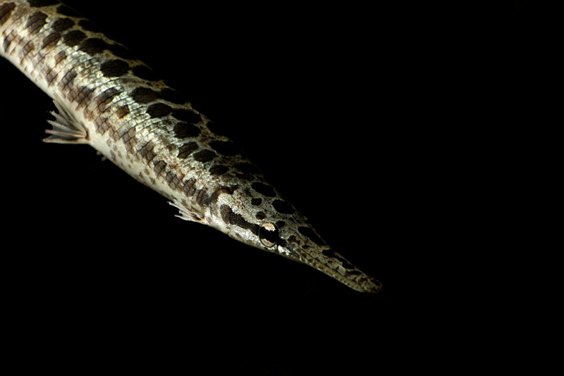 Plik:Lepisosteus oculatus.jpg