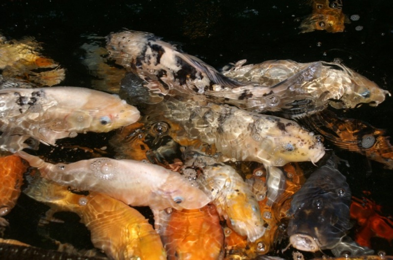 Plik:Palmiarnia 10.jpg