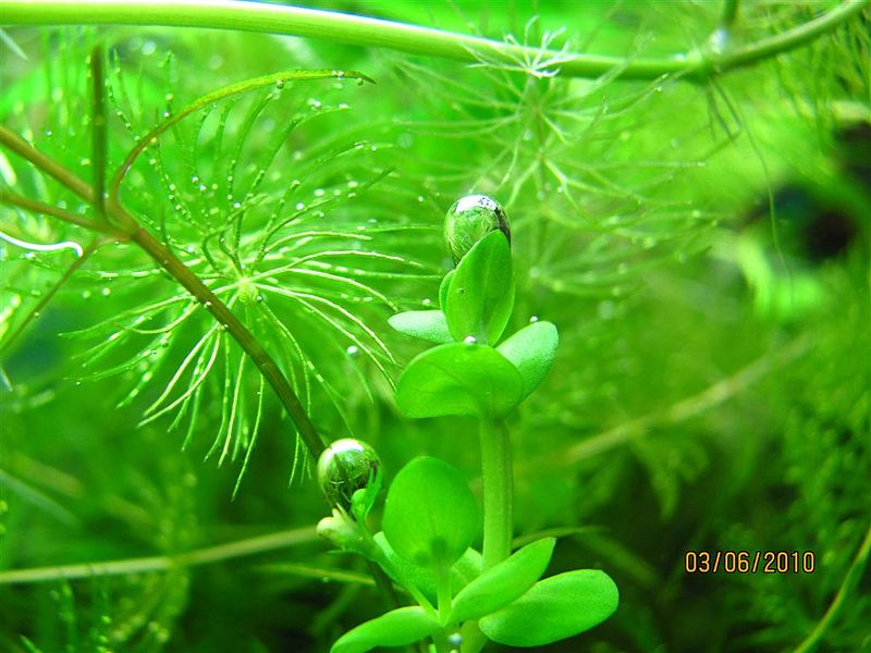 Plik:Bacopa caroliana.JPG