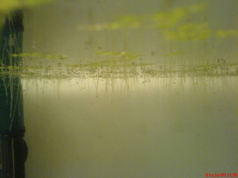 Plik:Gurami mozaikowy kilkudniowyNarybek.JPG