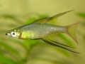 Threadfin-3522.jpg