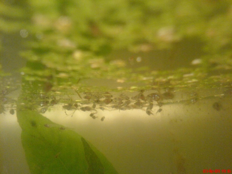 Plik:Gurami mozaikowy miesiecznyNarybek3.JPG