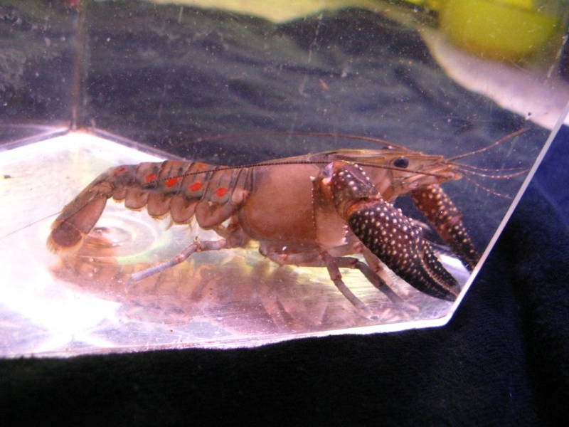 Plik:Procambarus spiculifer male.jpg