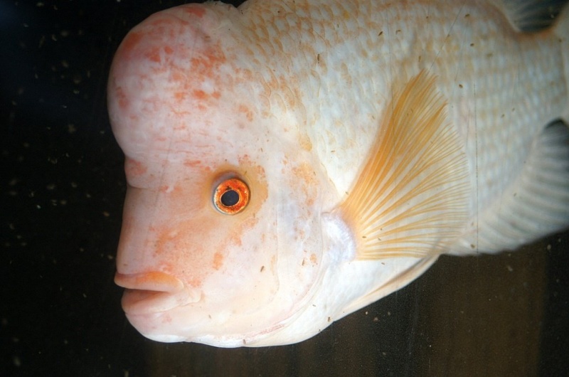 Plik:Palmiarnia 33.jpg