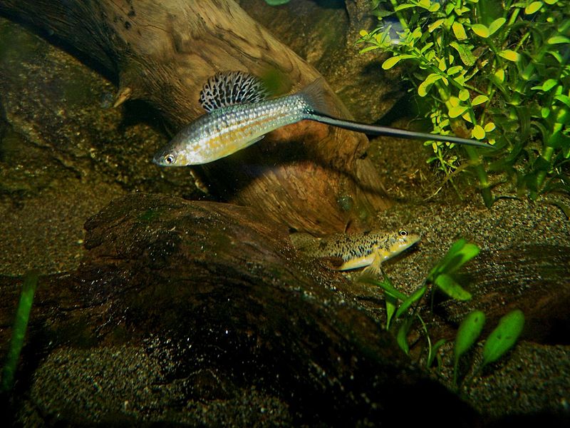 Plik:Xiphophorus montezuma samiec-221.jpg