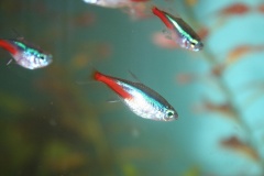 Neon tetras-2582.jpg
