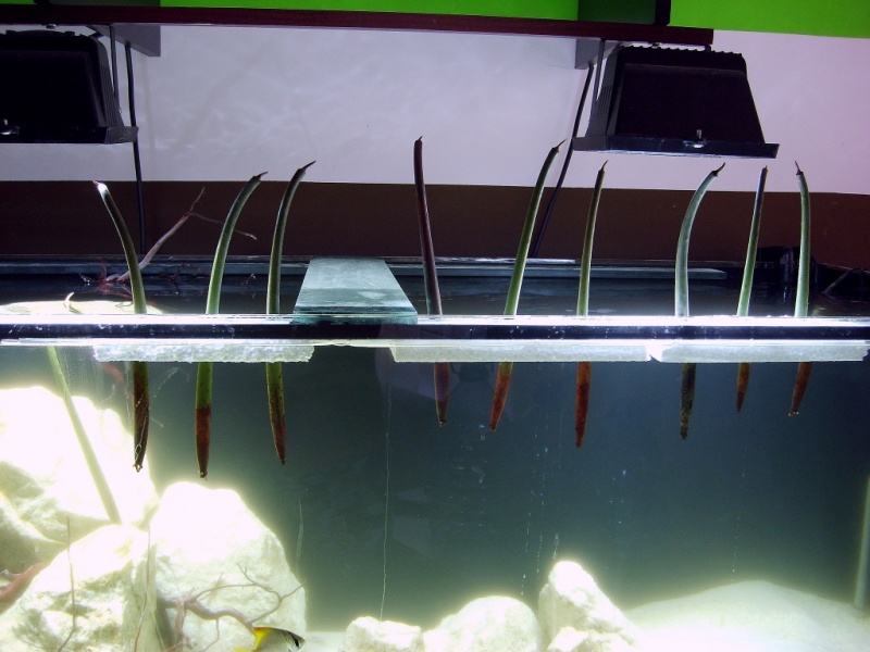Plik:Rhizophora Mangle 4.jpg
