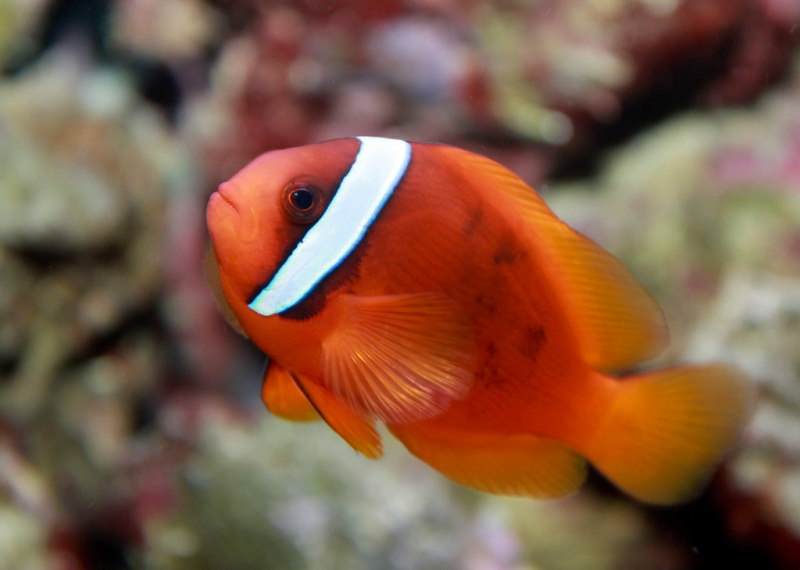 Plik:Amphiprion frenatus tomato clownfish.jpg