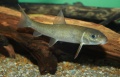 Catostomus commersonii-9316.jpg