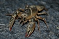 Lawn Crawfish-7454.jpg