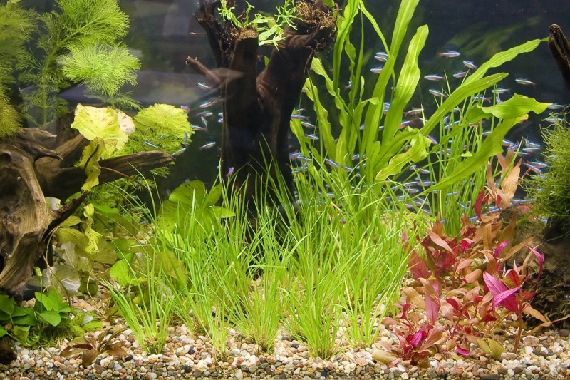 Plik:Roslinne Iza1.jpg