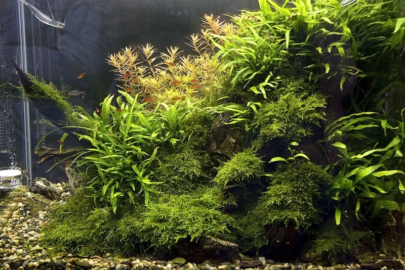 Plik:Roslinne Iza3.jpg