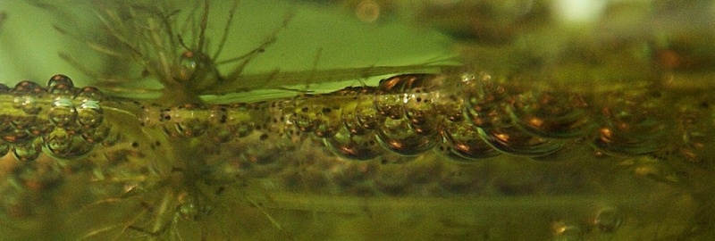 Plik:Bojownik narybek2.jpg