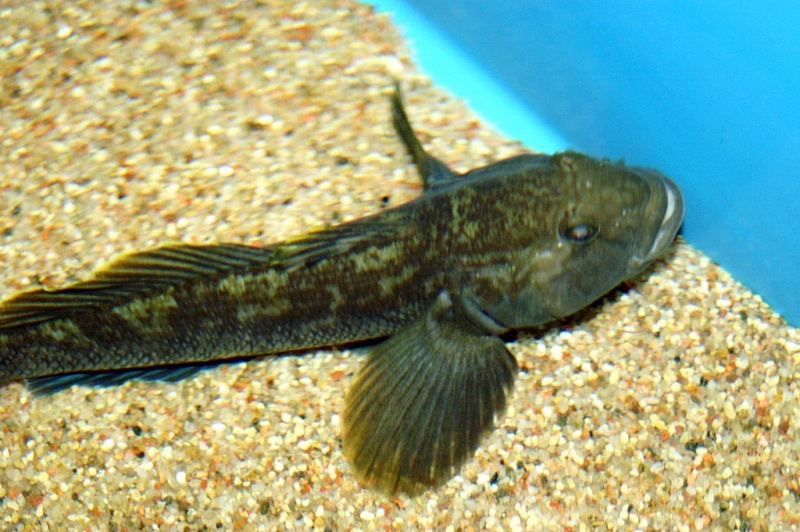 Plik:Akwarium Gdynskie 14.JPG