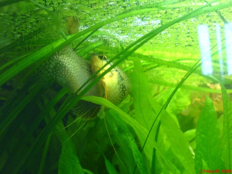 Plik:Gurami mozaikowy tarloUstawienie4.JPG