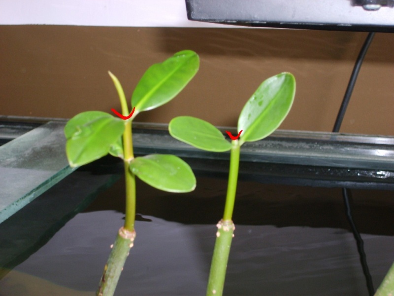 Plik:Rhizophora Mangle 5.jpg