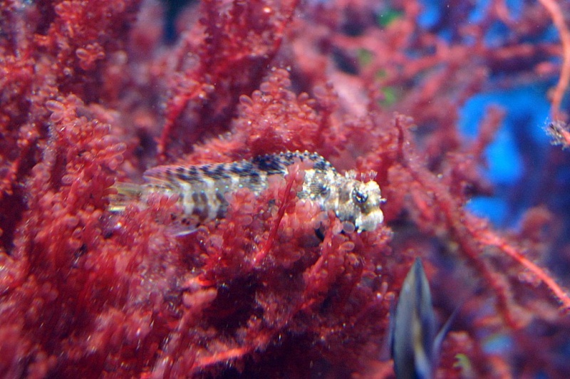 Plik:Akwarium Gdynskie 10.JPG