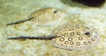Potamotrygon motoro.jpg