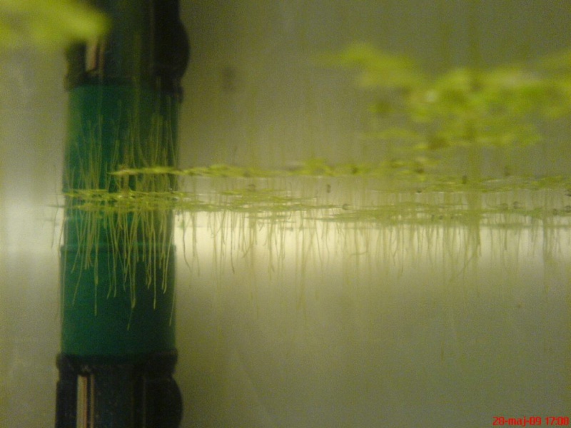 Plik:Gurami mozaikowy larwy1.JPG