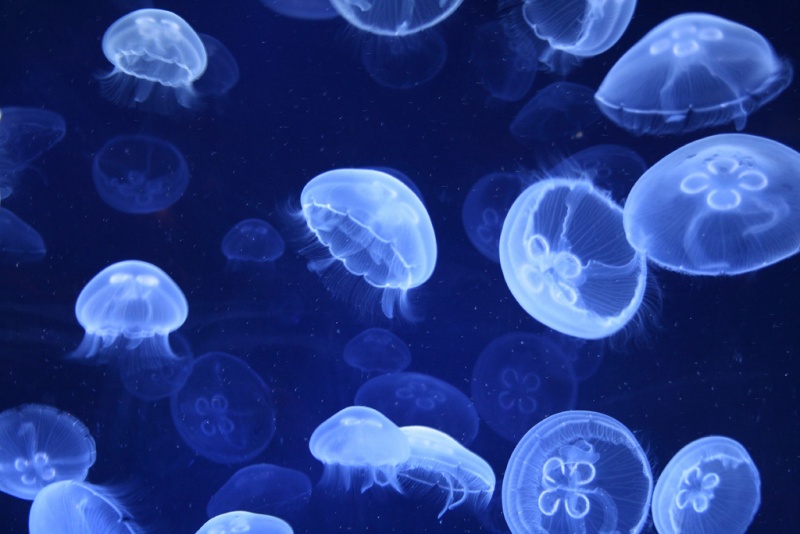Plik:Meduse Oceanografic Valencies.jpg